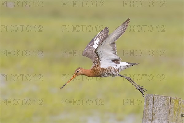 Black-tailed godwit (limosa limosa) take-off from pasture fence, snipe birds, wildlife, Ochsenmoor,