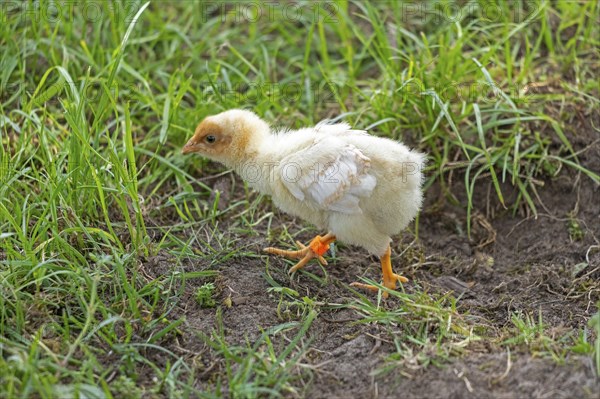 Wyandotte chicks, Wittorf, Samtgemeinde Bardowick, Lower Saxony, Germany, Europe
