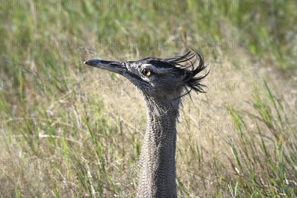 Kori bustard (Ardeotis kori) close up, Serengeti National Park, Tanzania, Africa