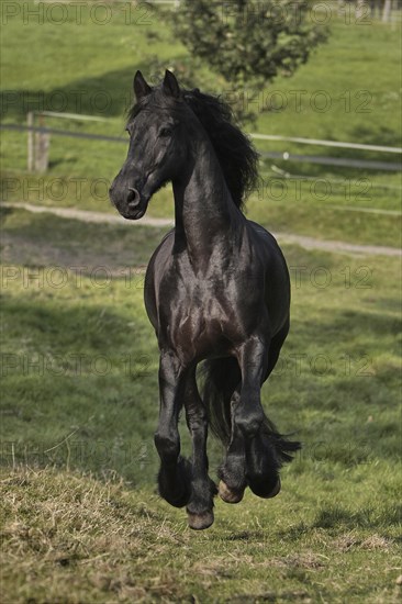 Friesian, Friesian horse