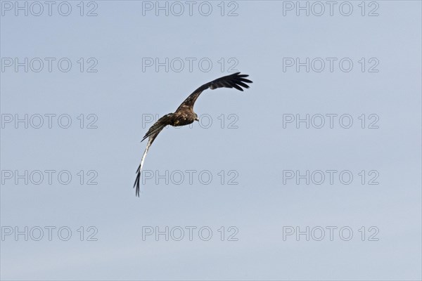 Red kite (Milvus milvus) in flight, Boizenburg, Mecklenburg-Western Pomerania, Germany, Europe