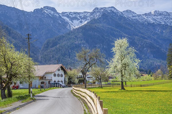 Village street and spring meadow with blossoming trees in front of Hohe Kisten 1922m in the