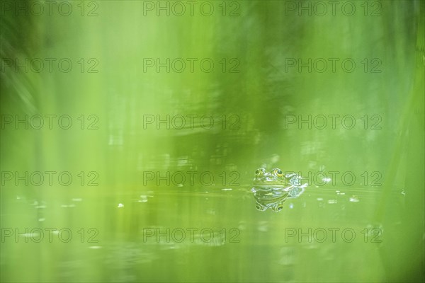 Green frog (PELOPHYLAX ESCULENTUS), Unterallgaeu, Bavaria