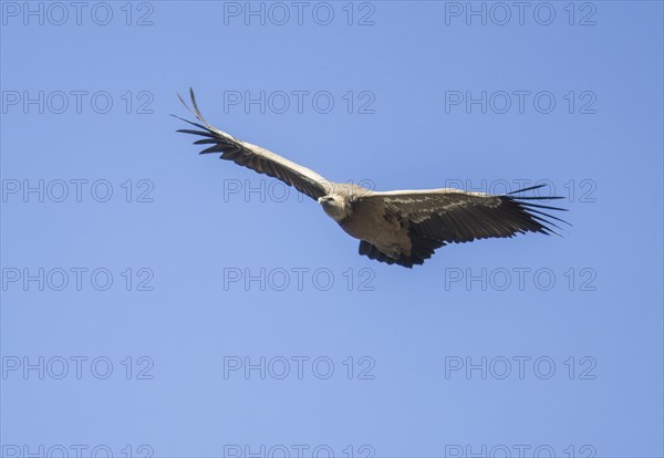 Griffon vulture (Gyps fulvus), Monfraguee National Park, Extremadura, Castilla La Mancha, Spain,