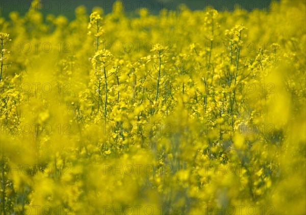 Oilseed rape (Brassica napus)