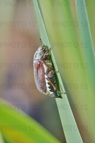 May beetle (Melolontha melolontha), May, Saxony, Germany, Europe