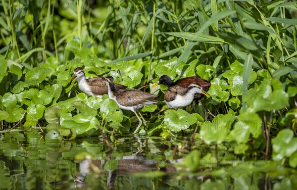 Northern jacana (Jacana spinosa), female and male among aquatic plants in the water, Tortuguero