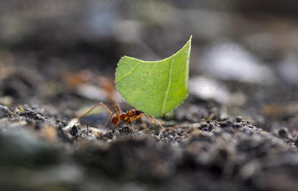 Leaf-cutter ant (Atta cephalotes) carrying a piece of leaf, rainforest, Tortuguero National Park,