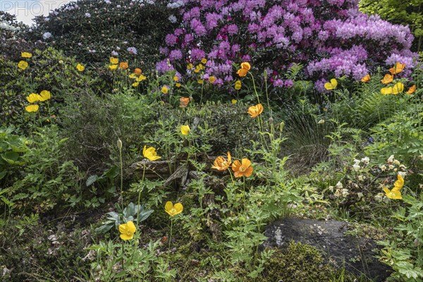 Welsh poppy (Meconopsis cambrica) in front of rhododendron, Emsland, Lower Saxony, Germany, Europe