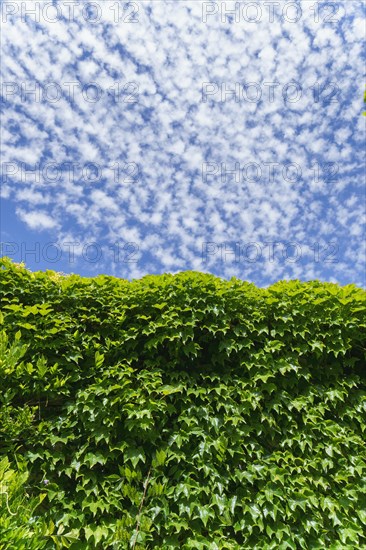 Ivy-leaf-covered wall with a cloudy blue sky in the background