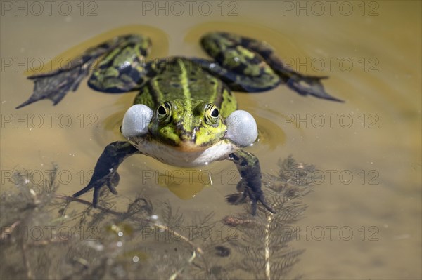Green frog (Rana esculenta) with acoustic bladder, Emsland, Lower Saxony, Germany, Europe