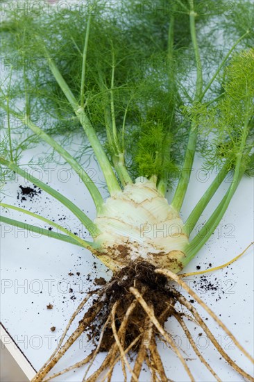 Fennel plant with roots with soil freshly pulled from an organic garden on a white table