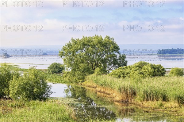 Outlet of a river to a lake with a wetland with lush green vegetation in the summer,