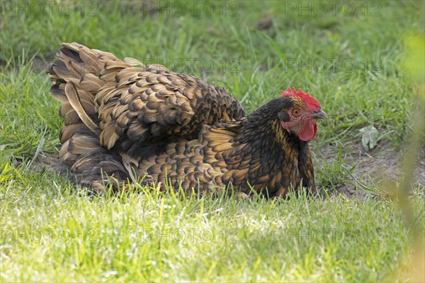 Pedigree chicken, Orpington hen, Wittorf, Samtgemeinde Bardowick, Lower Saxony, Germany, Europe