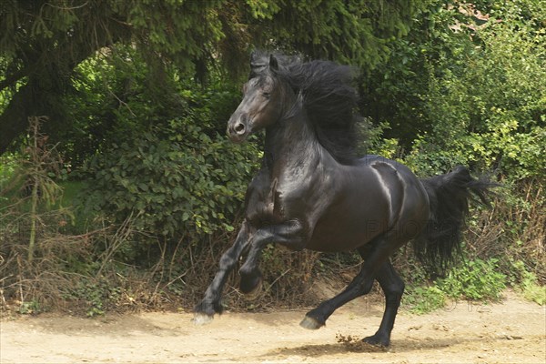 Friesian, Friesian horse