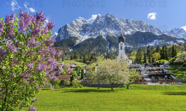 Spring meadow with blossoming trees and parish church in front of the Grosser Waxenstein 2277m in