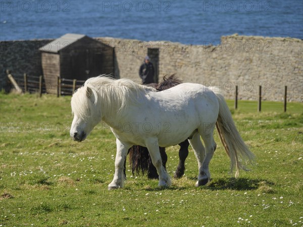 A white pony and a black pony on a pasture in front of a low stone wall and the blue sea, black and
