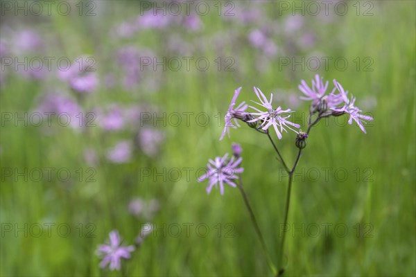 Cuckoo flower (Lychnis flos-cuculi), Emsland, Lower Saxony, Germany, Europe