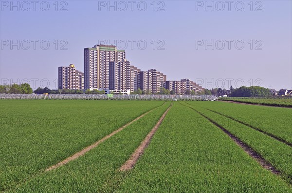 Vegetable growing, behind it the high-rise apartment blocks KoelnBerg, a socially deprived