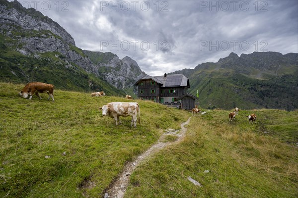 Alpine club hut, mountain hut Hochweisssteinhaus, cows grazing on a mountain meadow, mountain