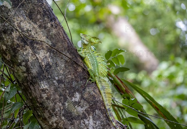 Plumed basilisk (Basiliscus plumifrons), adult male sitting on a tree trunk, Tortuguero National