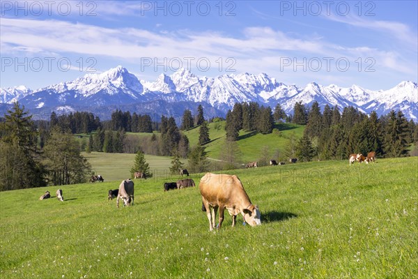 Dairy cows on a pasture, snow-covered mountains, hiking area, forest, trees, Allgaeu Alps, near