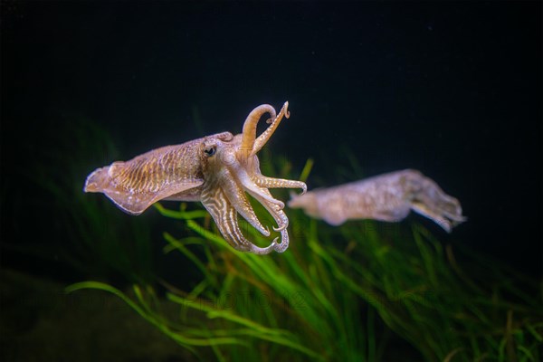 The Common (European) Cuttlefish (Sepia officinalis) underwater in sea, cephalopod, related to