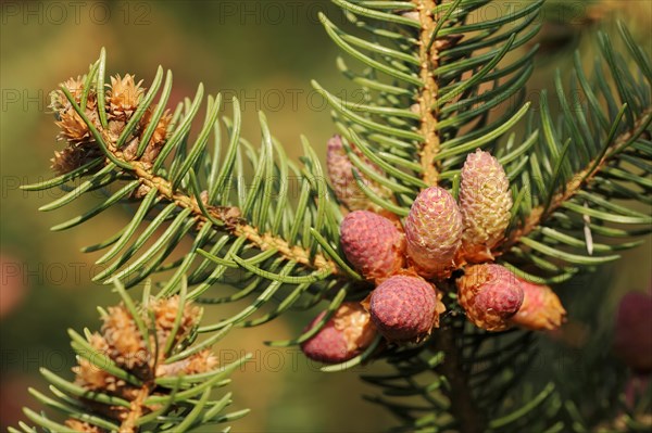 European spruce (Picea abies), flowers, North Rhine-Westphalia, Germany, Europe