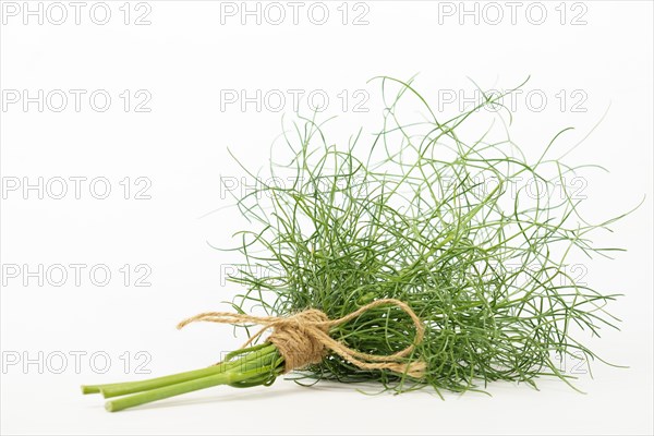 Bunch of fennel tied with hemp string insulated on a white background and copy space