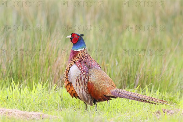 Pheasant, hunting pheasant (Phasianus colchicus), adult male bird in a meadow, wildlife, Lembruch,