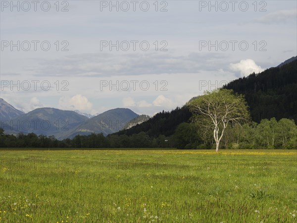 Tree in a meadow, near Irdning, Ennstal, Styria, Austria, Europe
