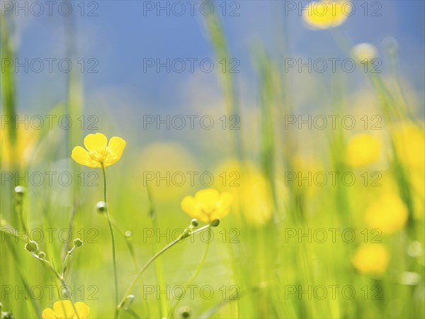 Meadow with tall buttercups (Ranunculus acris), buttercup, common buttercup, near Irdning, Ennstal,