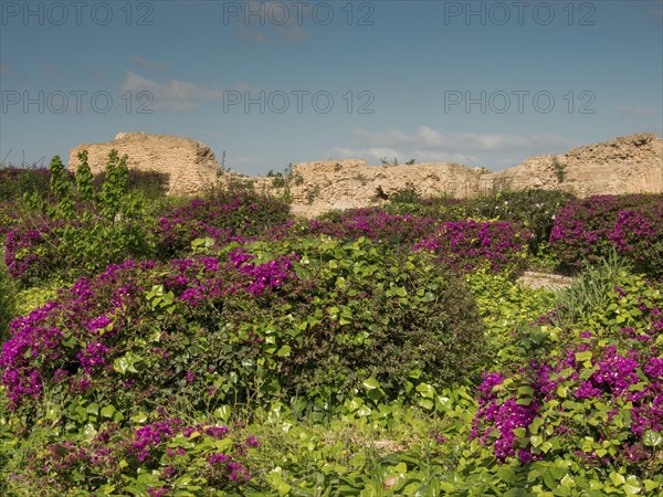 Lush vegetation with purple flowers in front of ancient ruins under a clear, sunny sky, Purple