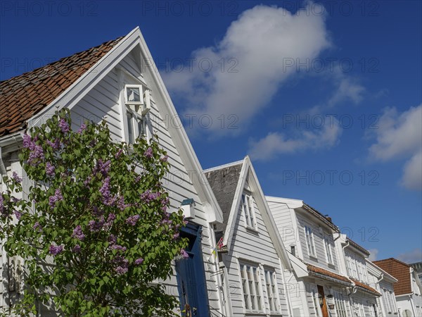 White houses with red roofs under a blue sky, flowering bush in the foreground, white wooden houses