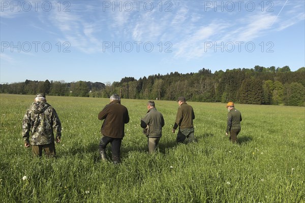European roe deer (Capreolus capreolus) fawn rescue, the meadow to be mowed is searched for fawns