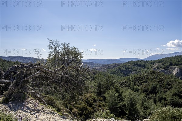 Landscape in the centre of Rhodes, Dodecanese archipelago, Greek islands, Greece, Europe