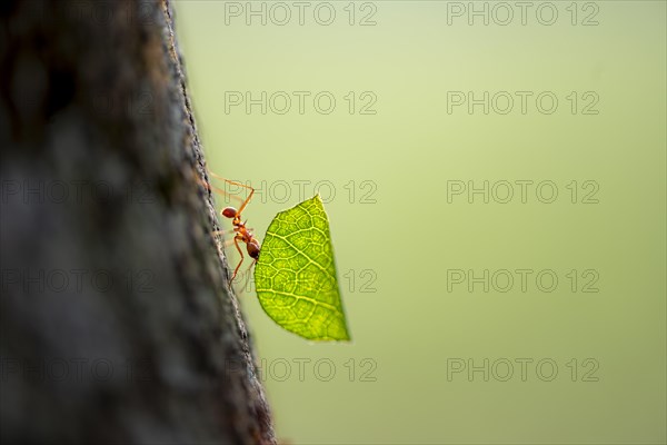 Leaf-cutter ant (Atta cephalotes) carrying a piece of leaf, rainforest, Tortuguero National Park,