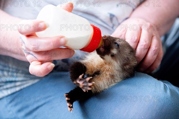 Beech marten (Martes foina), practical animal welfare, young animal receives milk with a bottle in