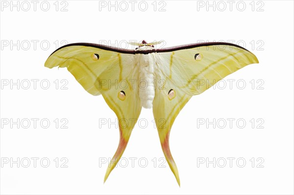 Indian luna moth (Actias selene), male against white background, captive, occurrence in Asia