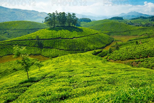 Green rolling hills with tea plantations. Munnar, Kerala, India, Asia