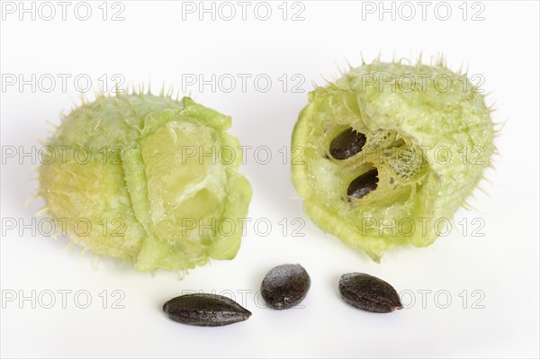 Prickly cucumber or hedgehog cucumber (Echinocystis lobata), fruits and seeds on a white background