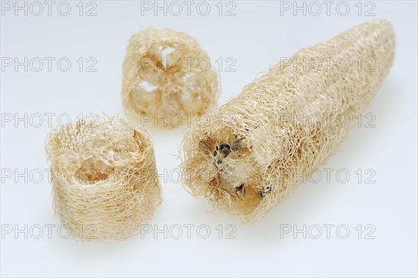 Sponge cucumber (Luffa aegyptiaca, Luffa cylindrica), fibrous interior of the ripe fruit, used as a