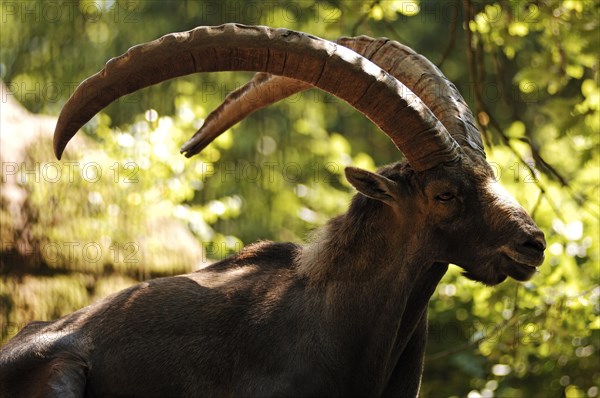 Alpine Ibex in the backlight, Nuremberg Zoo, Am Tiergarten 30, Nuremberg, Middle Franconia,
