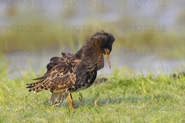 Ruff (Philomachus pugnax), mating behaviour, mating plumage, standing in wet meadow, snipe birds,