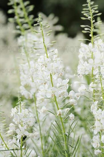 White willowherb or white-flowered willowherb (Epilobium angustifolium var. album), North