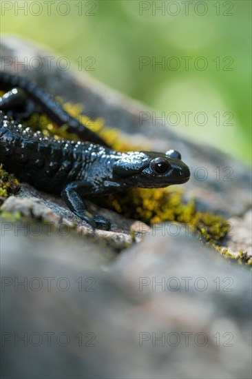 Alpine salamander (Salamandra atra), on stone with moss, Hohenschwangau, Allgaeu, Bavaria