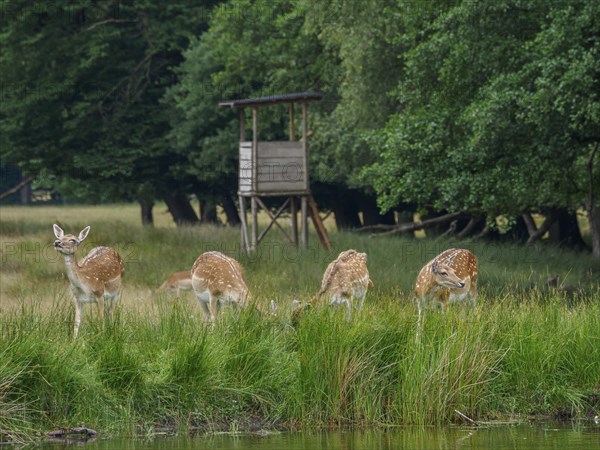 Four roe deer grazing at the edge of a forest near a raised hide, roe deer and stags in a meadow at