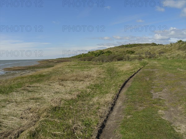 Green coastal landscape by the sea under a blue sky with clouds, nature and beach atmosphere, dune