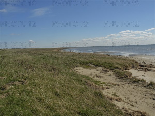 A natural coast with sand and grass on the seashore under a blue sky, dunes and footpaths on the