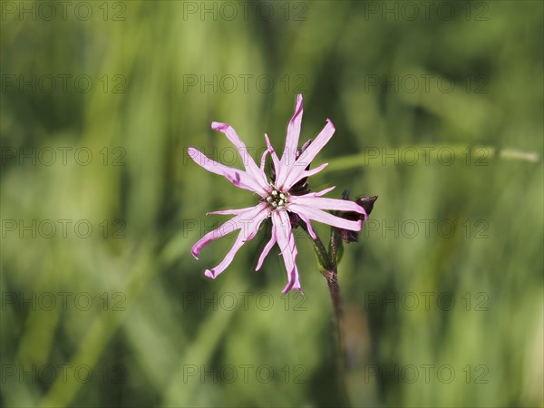 Red campion (Silene dioica), near Irdning, Ennstal, Styria, Austria, Europe
